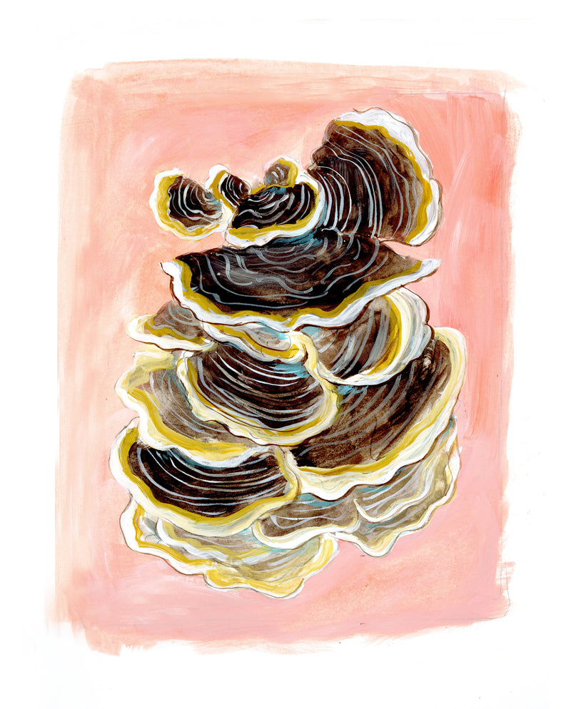 Turkey Tail Mushroom Print